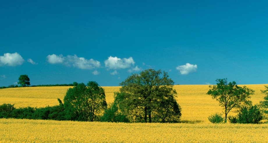 Jugendherbergen Schleswig-Holstein Felder, © GettyiMages, Arco Images, Schulz Gerhard