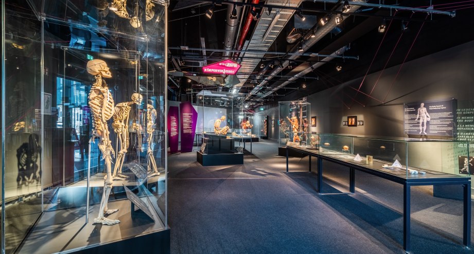 © Institut für Plastination e.K.