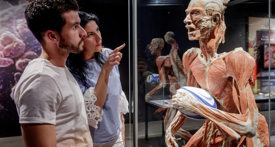 © Institut für Plastination e.K.