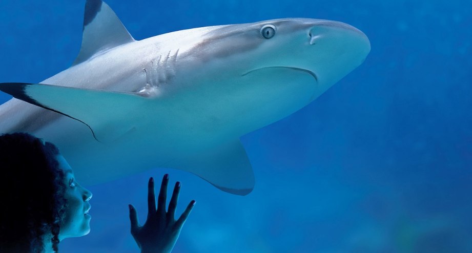 SEA LIFE Muenchen_Blacktip Reef Shark 01.jpg, © SEA LIFE
