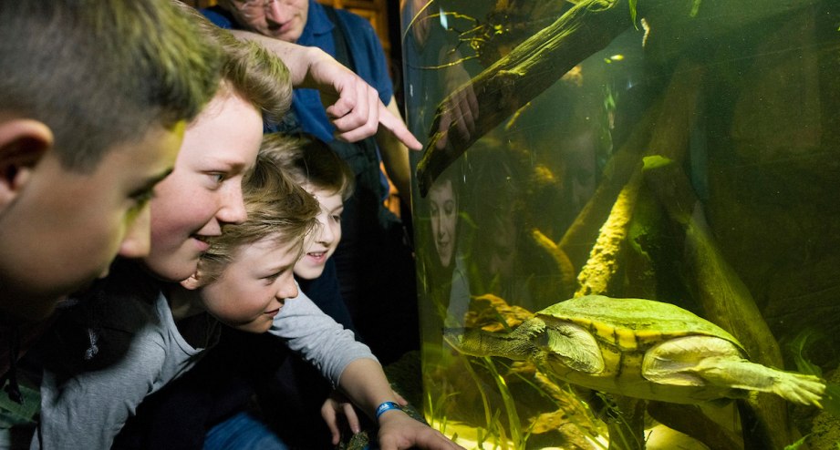 SEA LIFE Muenchen_Turtles 01.jpg, © SEA LIFE