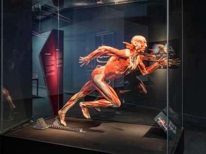 © Institut für Plastination e.K. © Institut für Plastination e.K.