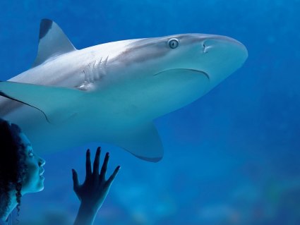 SEA LIFE Muenchen_Blacktip Reef Shark 01.jpg, © SEA LIFE