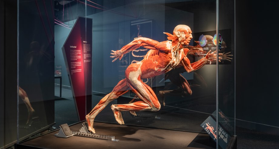 © Institut für Plastination e.K.